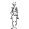 Large Halloween Hanging Skelton