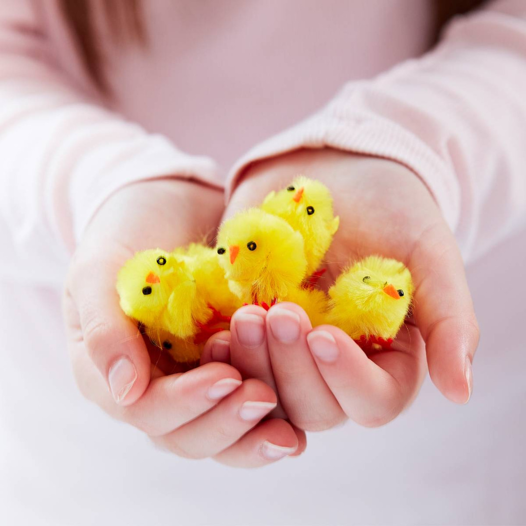 Mini Yellow Easter Chicks, Pk 12